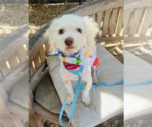 Poodle (Toy) Dogs for adoption in Santa Barbara, CA, USA
