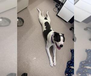 American Pit Bull Terrier-Unknown Mix Dogs for adoption in Denver, CO, USA