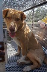Golden Retriever-Unknown Mix Dogs for adoption in Greenwood, MS, USA