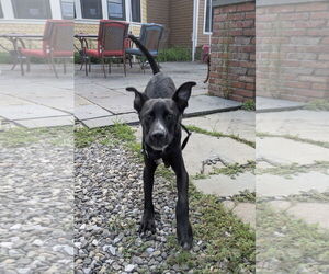 Labrador Retriever-Unknown Mix Dogs for adoption in Tarrytown, GA, USA