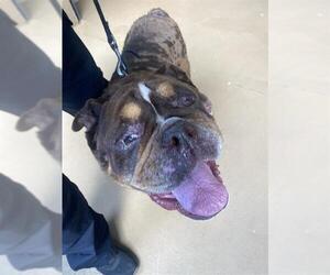 American Bulldog Dogs for adoption in Chula Vista, CA, USA