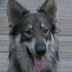 Alaskan Malamute-German Shepherd Dog Mix Dogs for adoption in Orlando, FL, USA