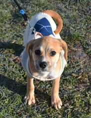 Puggle Dogs for adoption in Akron, OH, USA