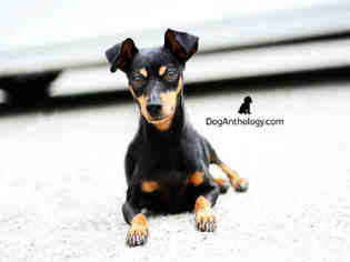 Miniature Pinscher Dogs for adoption in Peoria, IL, USA