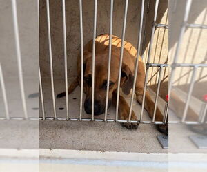 Mastiff-Unknown Mix Dogs for adoption in Oklahoma City, OK, USA