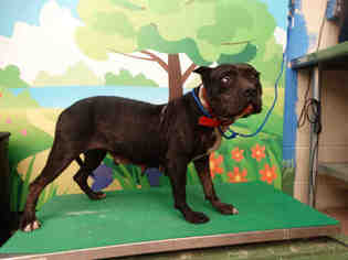 Catahoula Leopard Dog Dogs for adoption in Waco, TX, USA