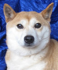 Shiba Inu Dogs for adoption in Cuba, NY, USA