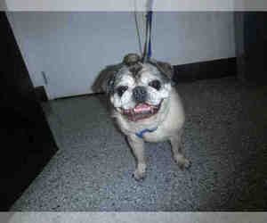 Pug Dogs for adoption in Henderson, NV, USA