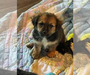 Black Mouth Cur-Dachshund Mix Dogs for adoption in Royal Palm Beach, FL, USA