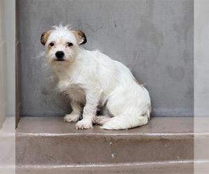 Mutt Dogs for adoption in Riverside, CA, USA