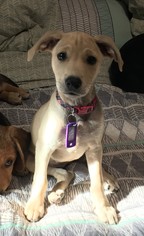 Medium Photo #1 Labrador Retriever-Unknown Mix Puppy For Sale in Brooklyn Center, MN, USA