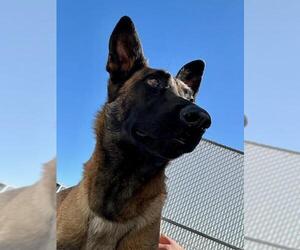 Mutt Dogs for adoption in HESPERIA, CA, USA