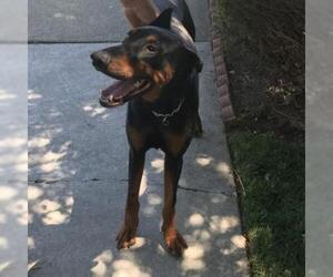 Doberman Pinscher Dogs for adoption in San Pablo, CA, USA