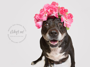 American Pit Bull Terrier Dogs for adoption in Redmond, WA, USA
