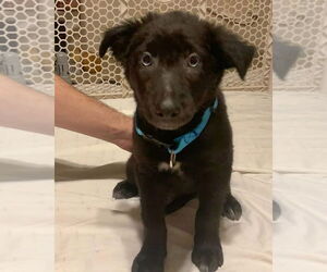 Huskies -Labrador Retriever Mix Dogs for adoption in Alexander, AR, USA