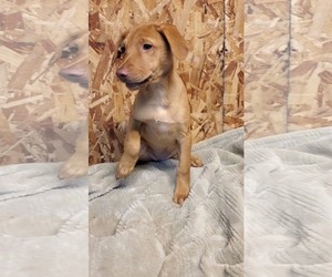 Golden Labrador Dogs for adoption in SHERBURNE, NY, USA