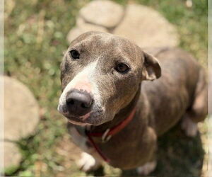 American Pit Bull Terrier-Unknown Mix Dogs for adoption in Tulsa, OK, USA