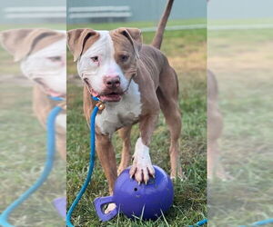 American Pit Bull Terrier-Unknown Mix Dogs for adoption in Louisville, KY, USA