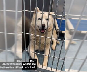 Siberian Husky Dogs for adoption in Pasadena, CA, USA