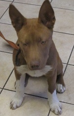 Basenji Dogs for adoption in Rowlett, TX, USA