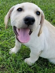 Medium Photo #1 Mutt Puppy For Sale in Glenwood, GA, USA