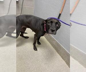 American Pit Bull Terrier-Unknown Mix Dogs for adoption in Las Vegas, NV, USA