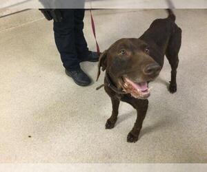 Labrador Retriever Dogs for adoption in Riverside, CA, USA