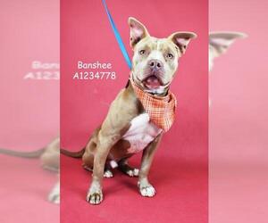 American Pit Bull Terrier Dogs for adoption in Bakersfield, CA, USA
