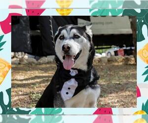 - Mix Dogs for adoption in Ojai, CA, USA