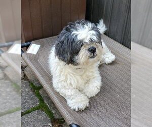 Shih Tzu Dogs for adoption in Oakhurst, NJ, USA