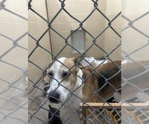 Black Mouth Cur-Unknown Mix Dogs for adoption in Waco, TX, USA