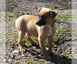 Borador Dogs for adoption in Mountain Home, AR, USA