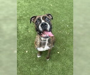 Boxer Dogs for adoption in Salinas, CA, USA