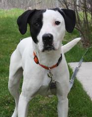American Pit Bull Terrier-Unknown Mix Dogs for adoption in Menominee, MI, USA