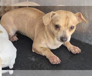 Chihuahua Dogs for adoption in San Antonio, TX, USA