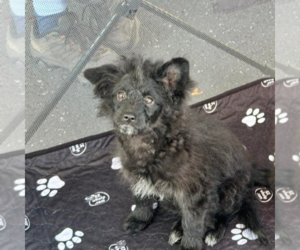 Pom-A-Poo Dogs for adoption in Newfield, NJ, USA