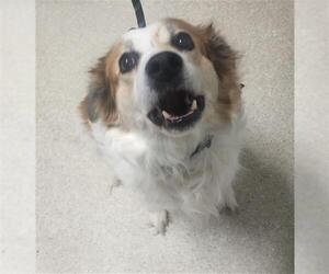 Australian Shepherd Dogs for adoption in Bakersfield, CA, USA