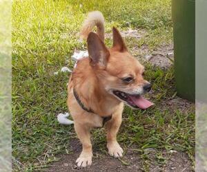 Chihuahua-Unknown Mix Dogs for adoption in Clifton, TX, USA
