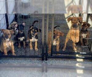 Sheprador Dogs for adoption in Long Beach, CA, USA