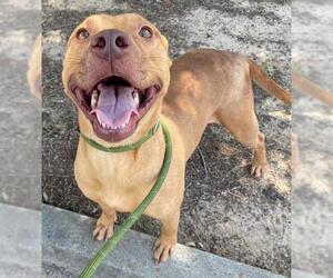 American Pit Bull Terrier Dogs for adoption in Augusta, GA, USA