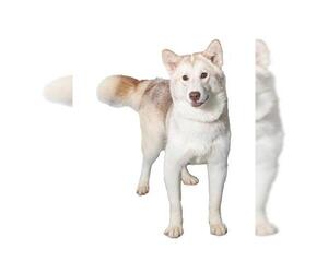 Siberian Husky Dogs for adoption in Vaughan, Ontario, Canada