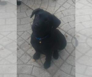 Labrador Retriever Dogs for adoption in Sanford, FL, USA