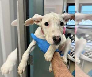 Bull Terrier Dogs for adoption in Oklahoma City, OK, USA