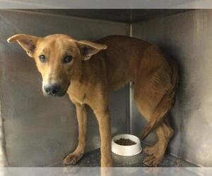 German Shepherd Dog-Unknown Mix Dogs for adoption in Riverside, CA, USA