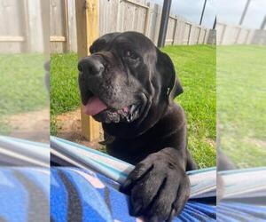 Mastiff Dogs for adoption in BULLARD, TX, USA