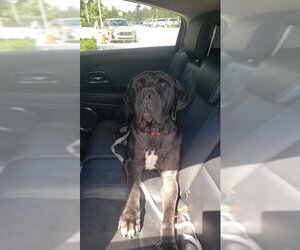 Mastiff Dogs for adoption in Fort Lauderdale, FL, USA