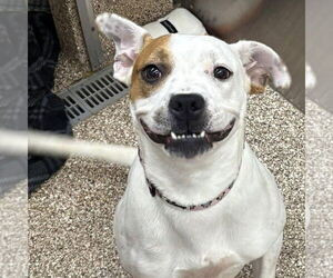 American Pit Bull Terrier-Unknown Mix Dogs for adoption in Martinsburg, WV, USA
