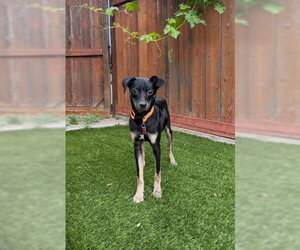 Chihuahua-Unknown Mix Dogs for adoption in San Diego, CA, USA