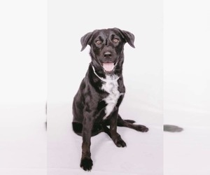 Golden Labrador Dogs for adoption in Princeton, MN, USA