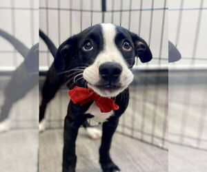 Bearded Collie-Unknown Mix Dogs for adoption in Des Moines, IA, USA